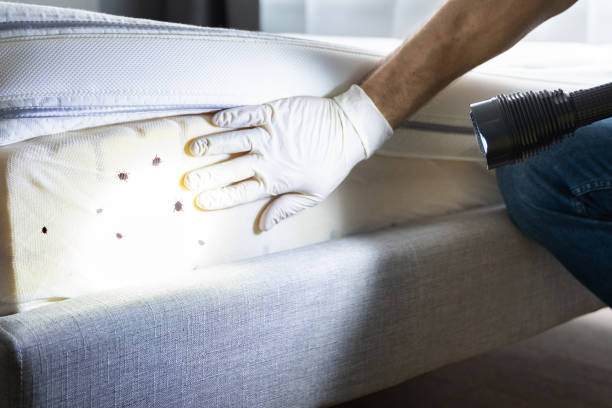 Best Termite Control Services  in Ester, AK