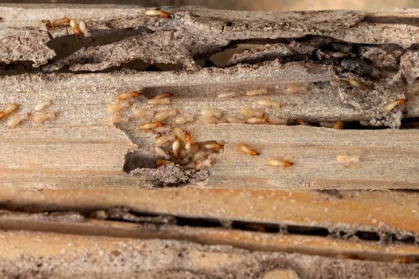 Best Local Pest Control Services  in Ester, AK